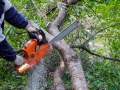 Broken the trunk tree after hurricane of man is cutting a tree with a chainsaw