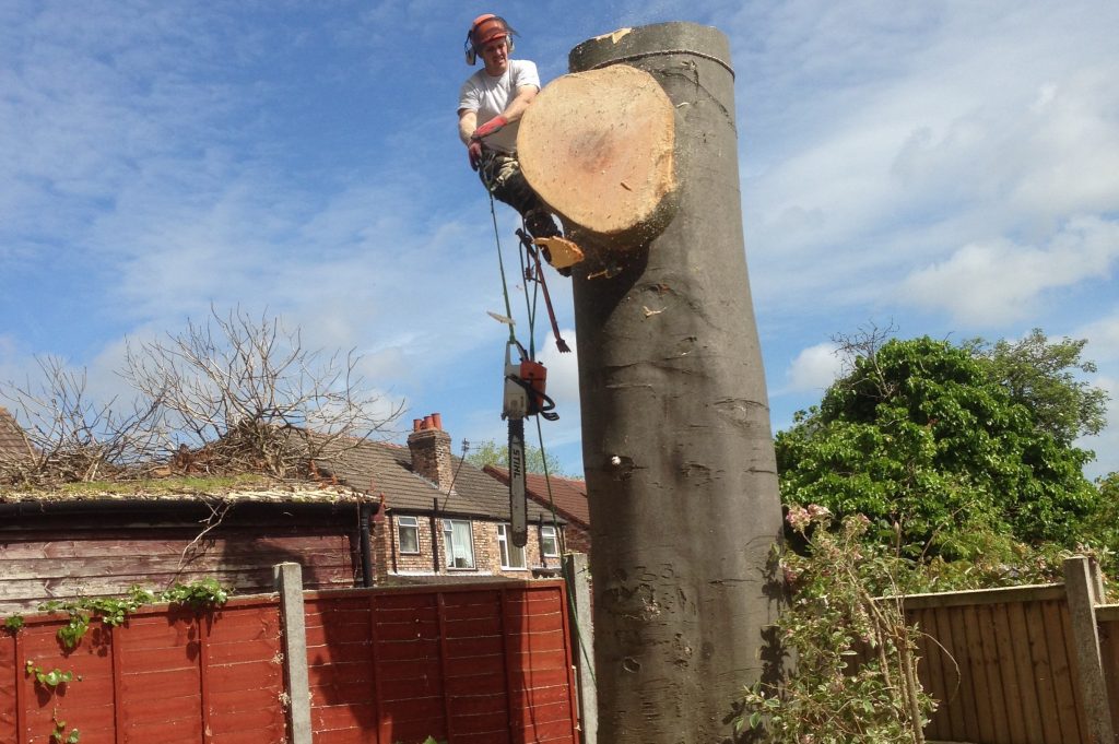 Stump-Grinding--in-Bamber Bridge