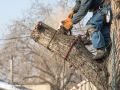 arborist-cuts-branches-with-chainsaw-tree