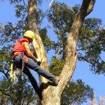 Tree Pruning in Southport